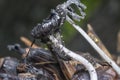 Close shot of the fungus beetle larvae. Royalty Free Stock Photo