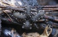 Close shot of the fungus beetle larvae. Royalty Free Stock Photo