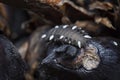 Close shot of the fungus beetle larvae. Royalty Free Stock Photo