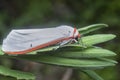 close shot of the genus cyana moth