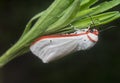 close shot of the genus cyana moth