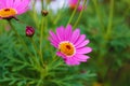 Close shot of a gorgeous tiny pink daisy flower in the garden on a green background Royalty Free Stock Photo