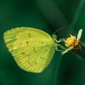 Close shot of grass yellow butterfly Royalty Free Stock Photo
