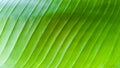 Close shot of green banana leaf texture background Royalty Free Stock Photo