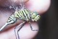 Close shot of the green marsh hawk dragonfly Royalty Free Stock Photo
