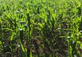 Close shot of a green vibrant corn field growing Royalty Free Stock Photo