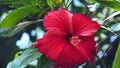 A close shot of a hibiscus flower