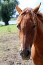 close shot of horse head, brown in color and brown mane Royalty Free Stock Photo