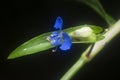 Close shot of the blue commelina erecta dayflower Royalty Free Stock Photo