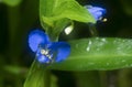 Close shot of the blue commelina erecta dayflower Royalty Free Stock Photo