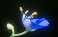 Close shot of the blue commelina erecta dayflower Royalty Free Stock Photo