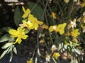 branches of tiny yellow winter jasmine flowers.