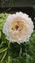 close shot of the common white half Wilted garden peony rosa. Royalty Free Stock Photo
