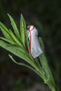 close shot of the genus cyana moth