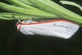 close shot of the genus cyana moth