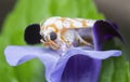 close shot of the genus cyana moth