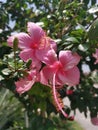 Image of hybrids hibiscus rosa-sinenis flower