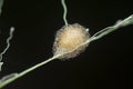 close shot of the laglaise\'s garden spider egg sac Royalty Free Stock Photo