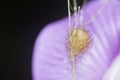 close shot of the laglaise\'s garden spider egg sac Royalty Free Stock Photo