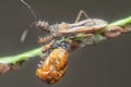 Close shot of the sinea assassin bug. Royalty Free Stock Photo