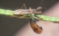 Close shot of the sinea assassin bug. Royalty Free Stock Photo