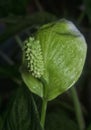 Close shot of the Spathiphyllum peace lily flower Royalty Free Stock Photo
