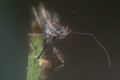 Close shot of the Spined Assassin Bug