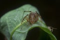 Close shot of the spitting spider Royalty Free Stock Photo