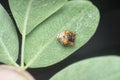 close shot of tiny orange-colored bird dung spider.