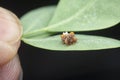 close shot of tiny orange-colored bird dung spider.