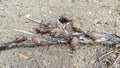 wild achatina fulica snails crawling on the sandy ground. Royalty Free Stock Photo
