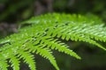 Close shot of the wild athyrium filix-femina or Squirrel`s foot fern.