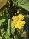 yellow flower of the luffa gourd vegetable plant.