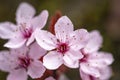 Close shot of a Japanese flowering cherry in Austria Royalty Free Stock Photo