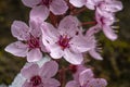 Close shot of a Japanese flowering cherry in Austria Royalty Free Stock Photo