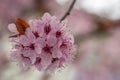 Close shot of a Japanese flowering cherry in Austria Royalty Free Stock Photo