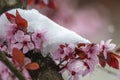 Close shot of a Japanese flowering cherry in Austria Royalty Free Stock Photo