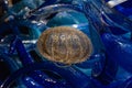 Close shot of jellyfish in the middle of gold and blue tone glass abstract maritime sculptures at the Seattle Center, Seattle, USA