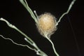 close shot of the laglaise\'s garden spider egg sac Royalty Free Stock Photo
