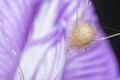 close shot of the laglaise\'s garden spider egg sac Royalty Free Stock Photo