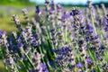 A close shot of a lavender plant