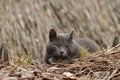 Lazy sleepy gray cat lying on straw outdoor