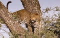 Close shot of leopard up a tree Royalty Free Stock Photo