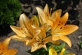 Close shot of light orange flowers of lilies Royalty Free Stock Photo