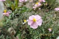 Close shot of light pink flower of rock rose in May Royalty Free Stock Photo