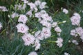 Close shot of light pink flowers of Dianthus deltoides Royalty Free Stock Photo