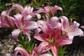 Close shot of light pink flowers of lilies in June Royalty Free Stock Photo
