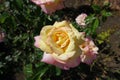 Close shot of light yellow and pink flower of Peace rose in August