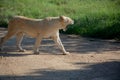 Close shot of a lion walking and screaming near a grassy field on a sunny day Royalty Free Stock Photo