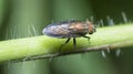 Close shot of the locust blowfly Royalty Free Stock Photo